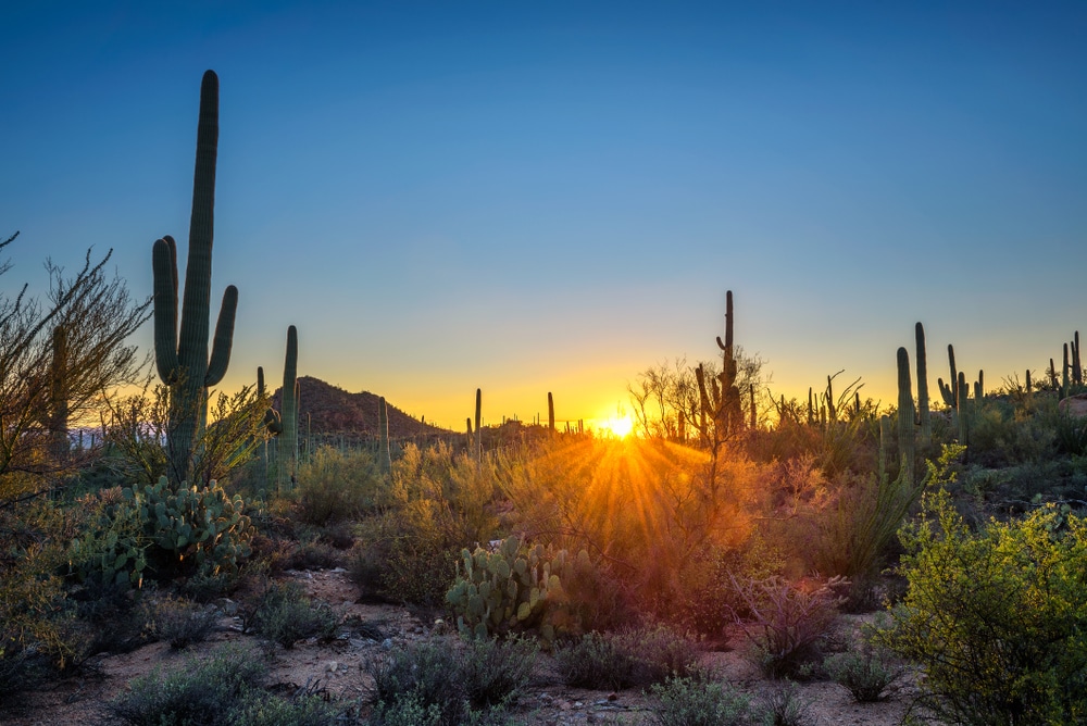 Sunset,Over,Cactuses,In,Saguaro,National,Park,Near,Tucson,,Arizona